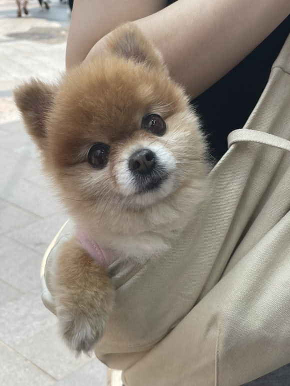 단콩 이미지