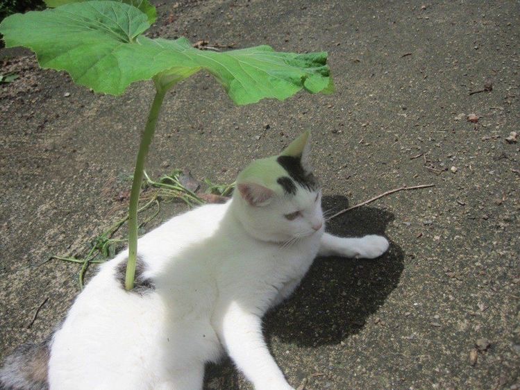 라스고 이미지