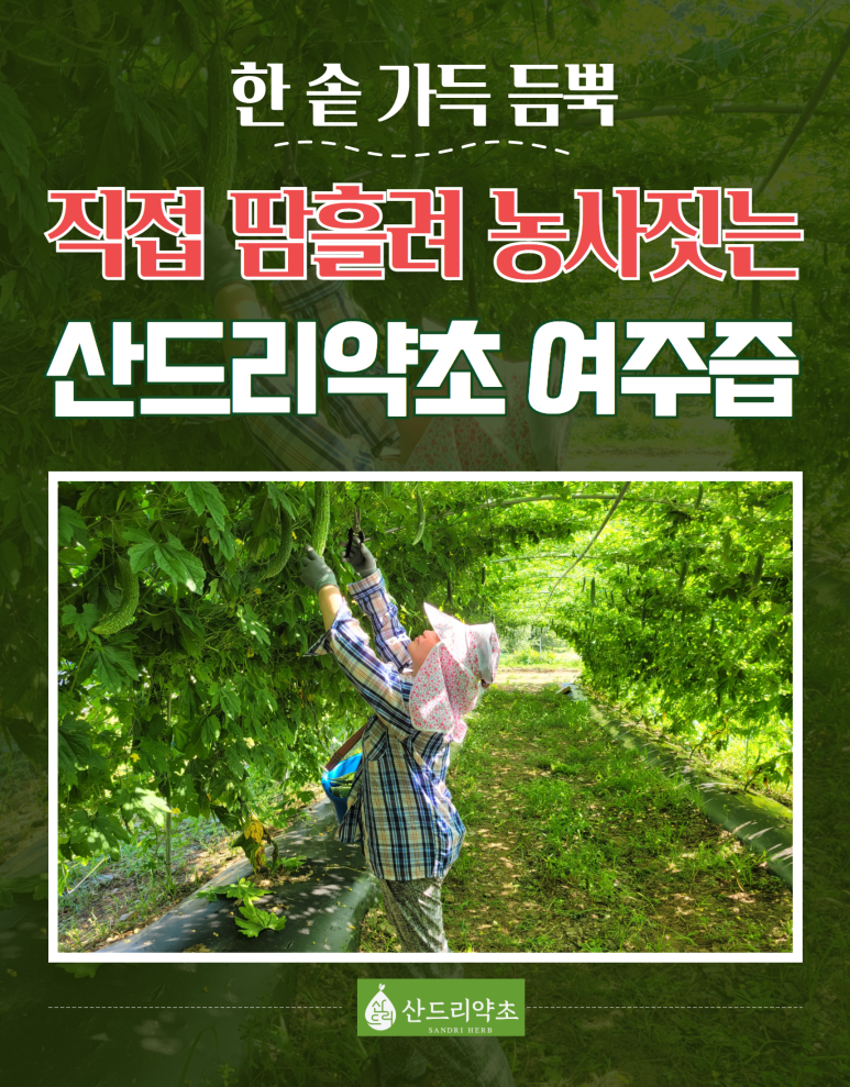 산드리약초 이미지