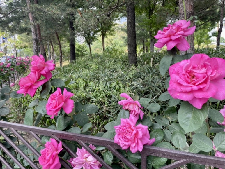 아이엠도넛전주 이미지