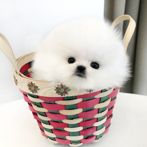 빵실빵실 이미지