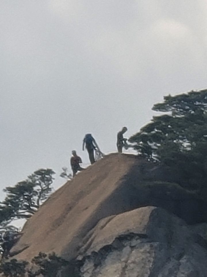 꿈꾸는소나무 이미지