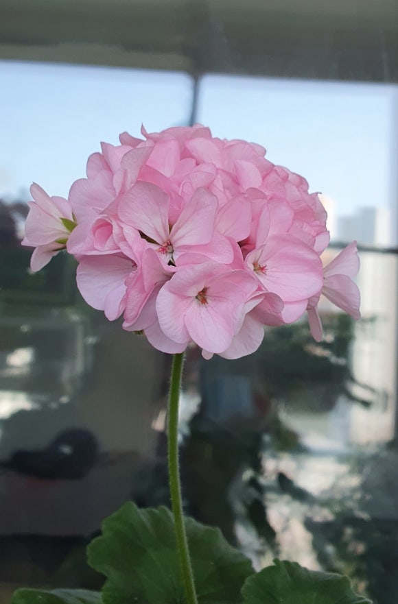 꽃;피다 이미지