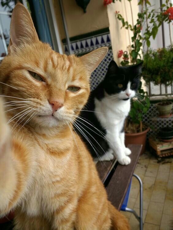 팡도르 이미지