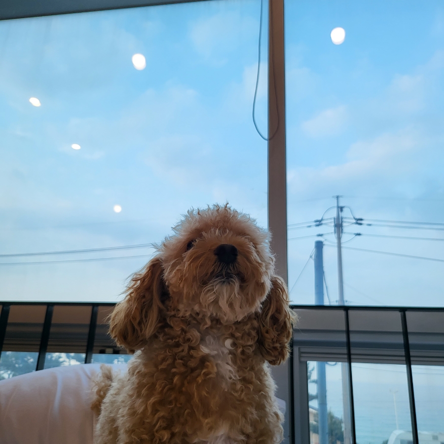 오션뷰애견펜션코스테 이미지