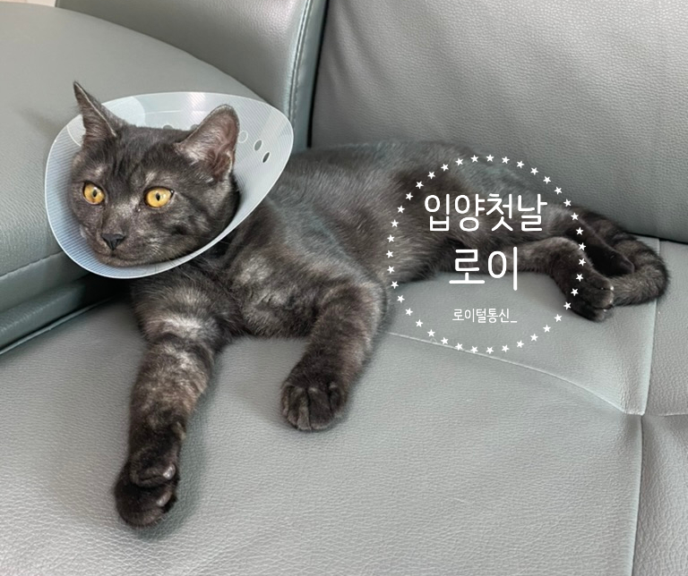로이통신 이미지
