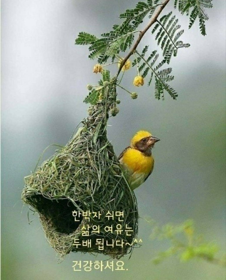 다이소화성조암점 이미지