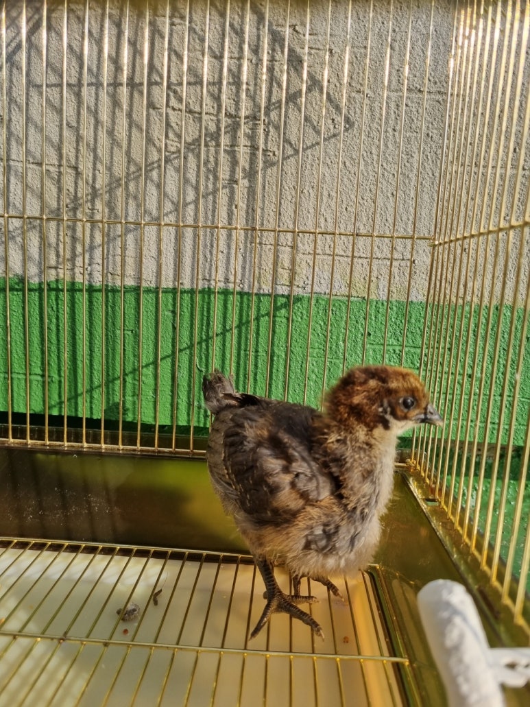 화곡중앙시장협동조합 이미지