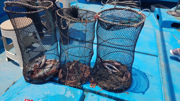 고호대박 이미지
