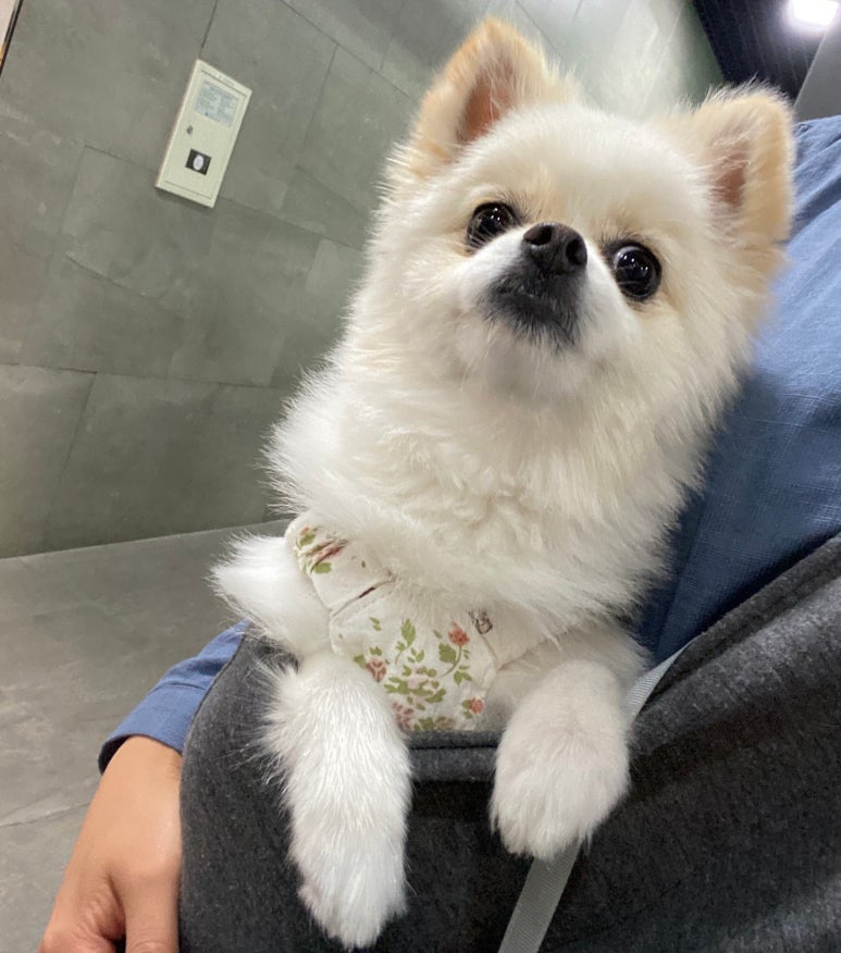 마이모브 이미지