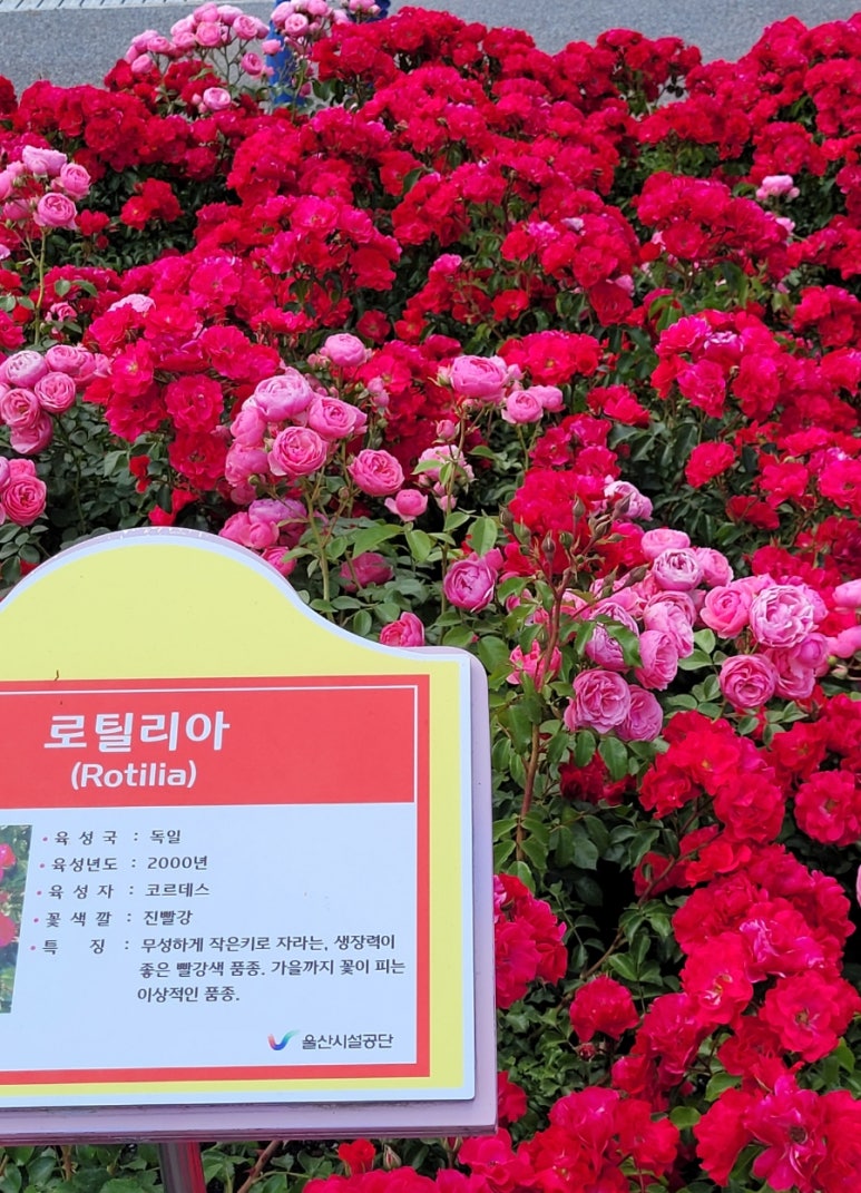 로틸리아 이미지