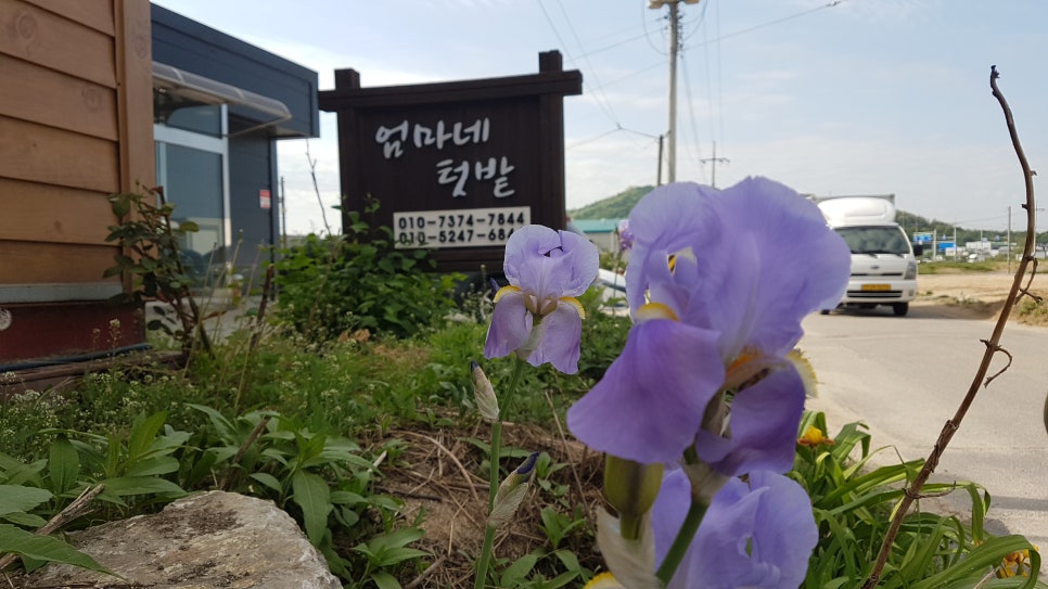 엄마네텃밭 양주로스팅 이미지