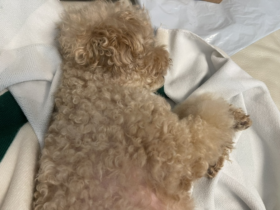 몽그라피 이미지