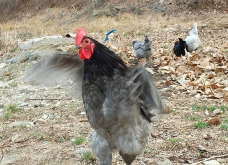 꼬꼬농장 이미지