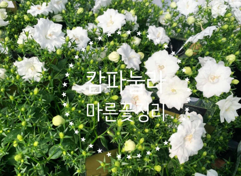 법인나라원예 이미지