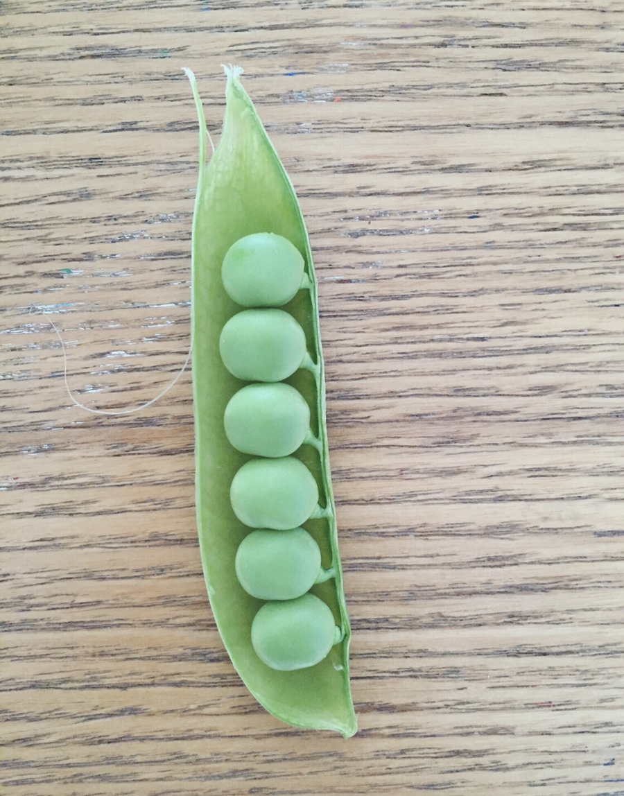 콩이야기 이미지