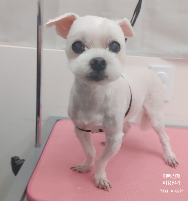 몽이미용실 이미지