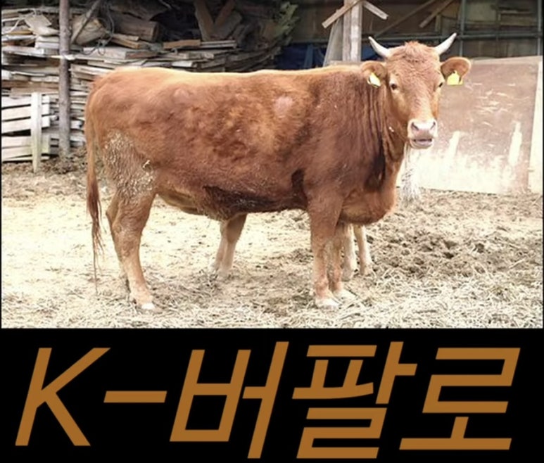 장충동족발 이미지
