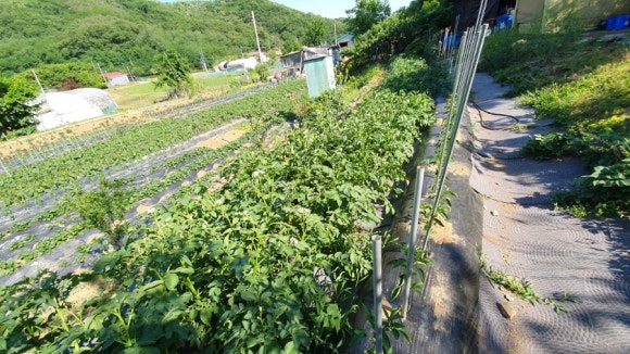 귀여농장 이미지