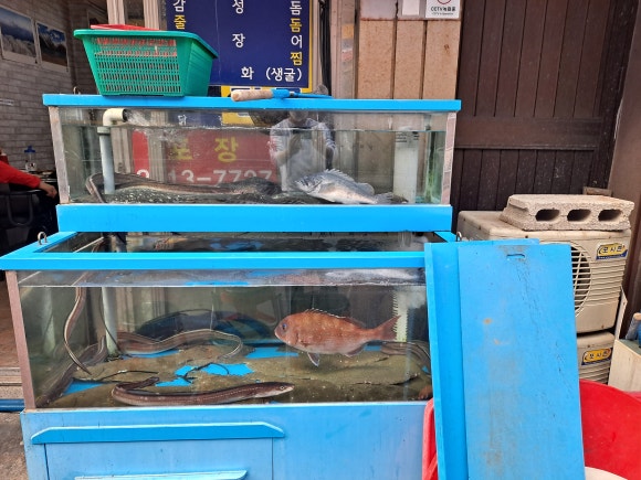 막썰어세꼬시식당 이미지