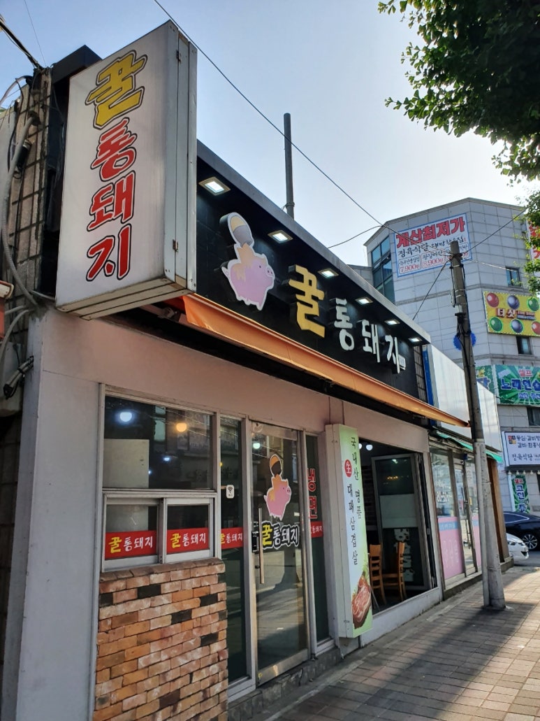 꿀통돼지 이미지