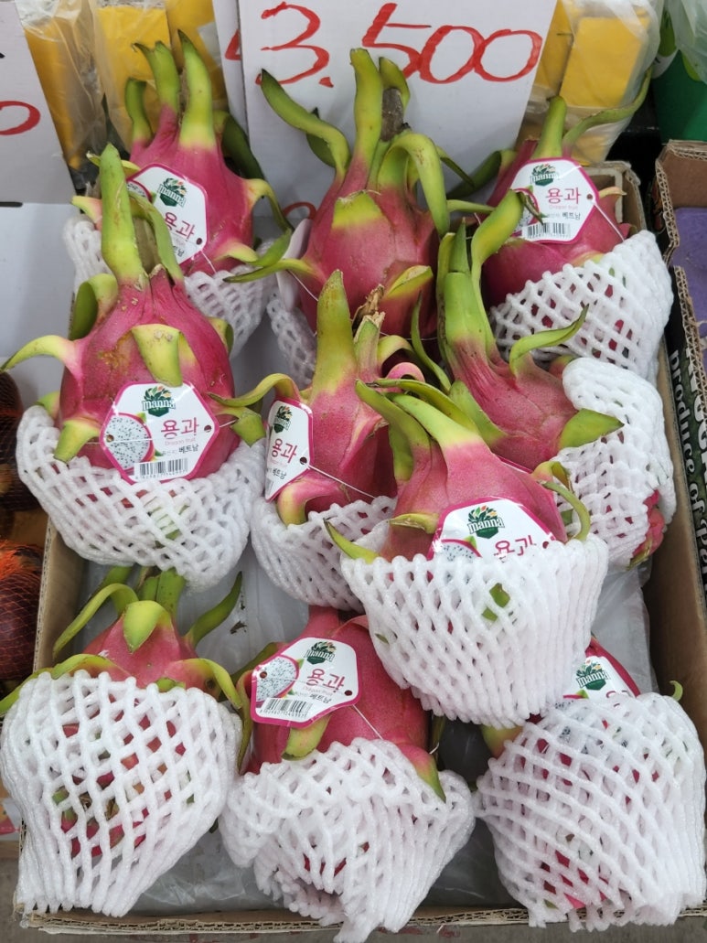 두꺼비청과 이미지