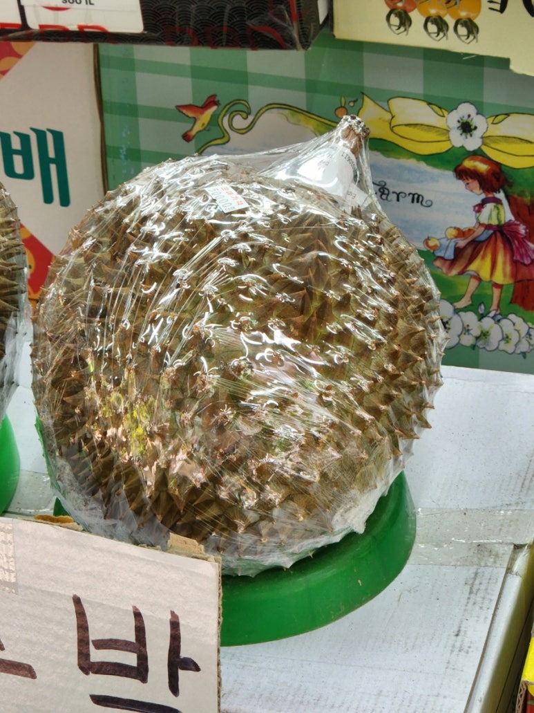 두꺼비청과 이미지