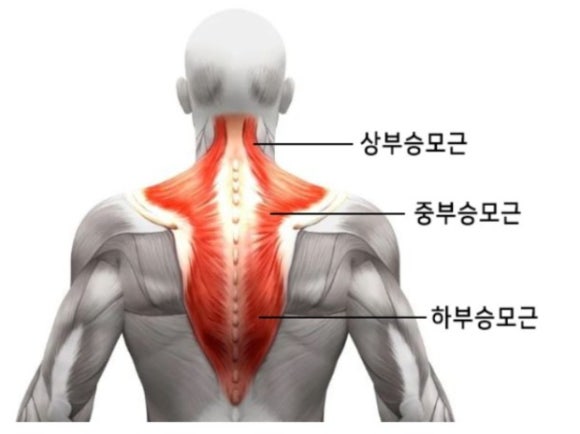 머슬엑스짐 이미지