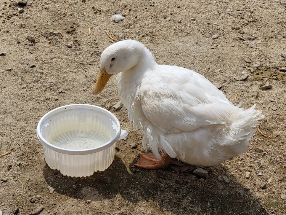 청천농산 이미지