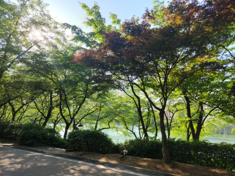 이로리 로스터스 이미지