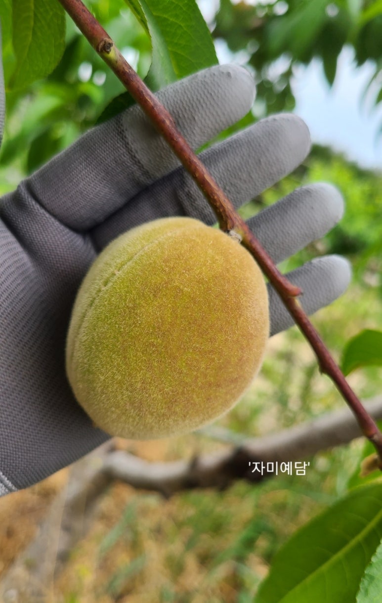 예담농원 이미지
