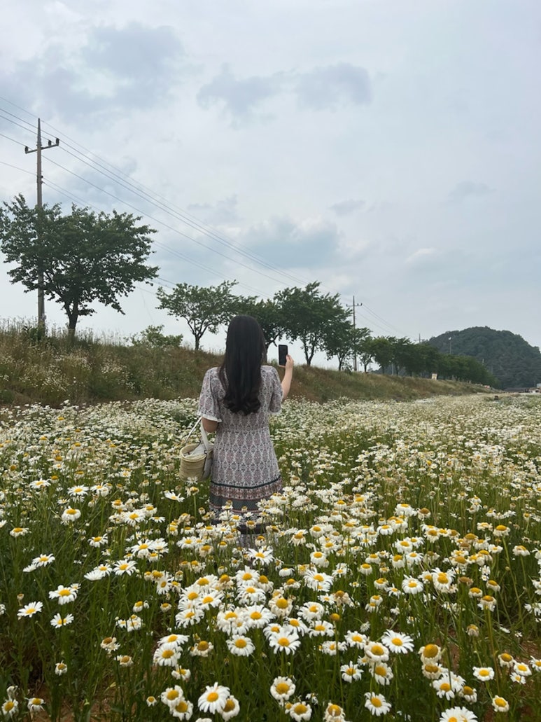 조성꽃순이 이미지