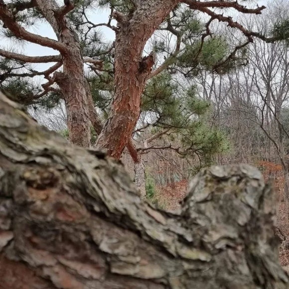 원송문학회 이미지