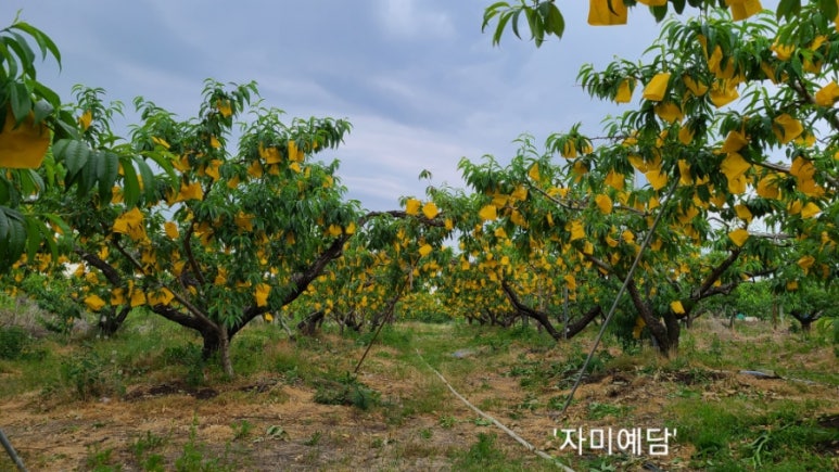 예담농원 이미지