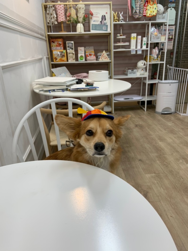 멍애견카페 이미지