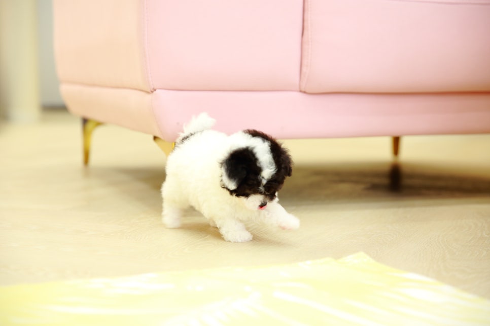 투투울산 이미지