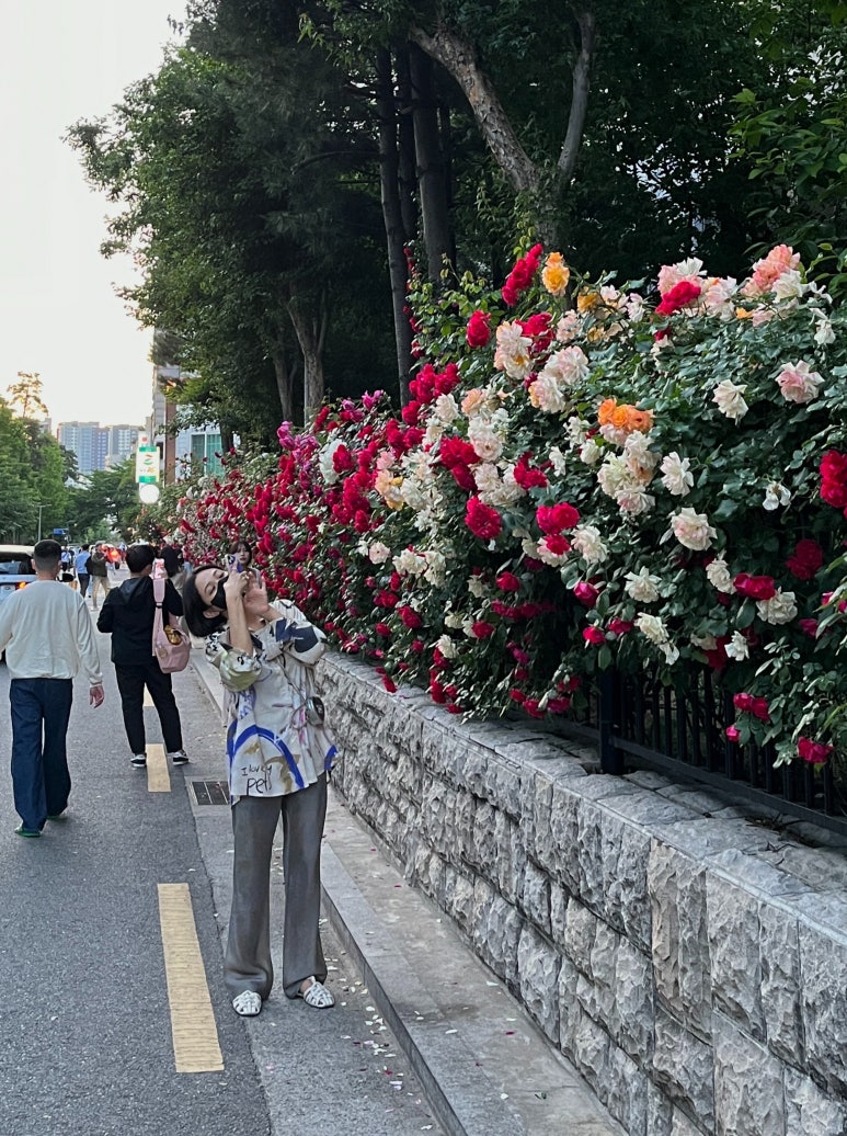 식물;마지 이미지