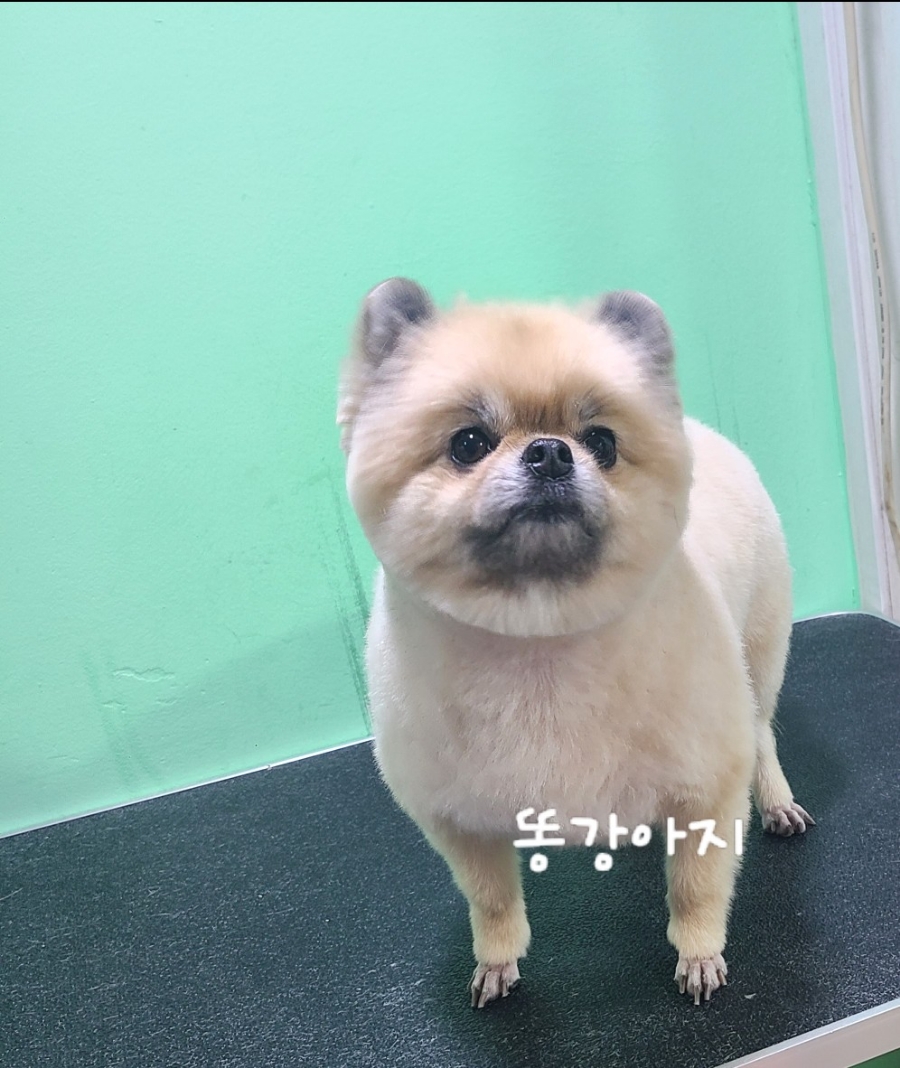 가위공쥬 이미지