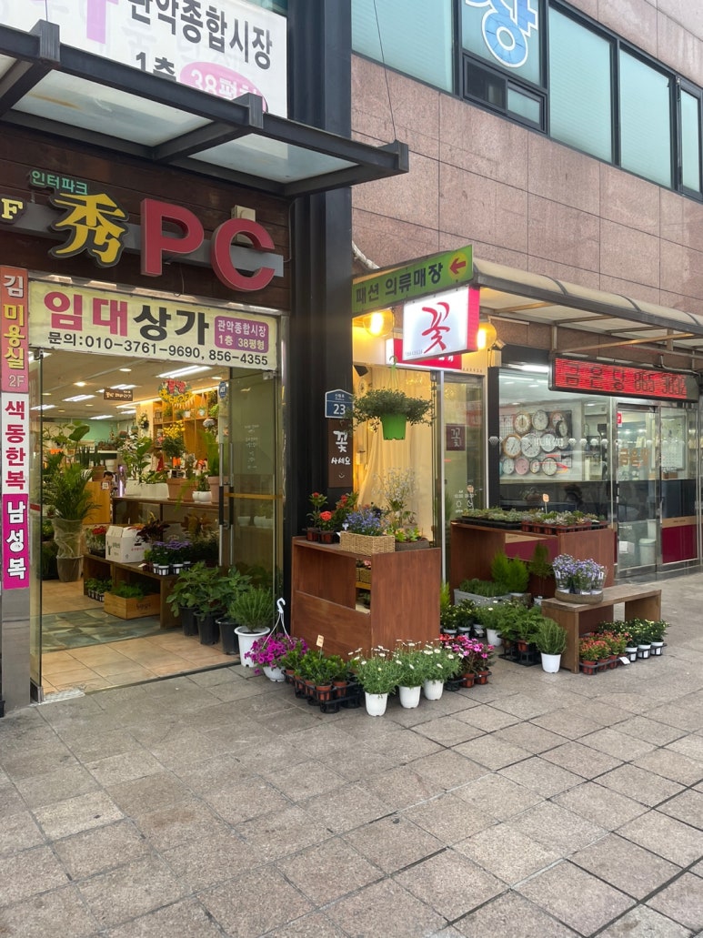 꽃방해바라기 이미지