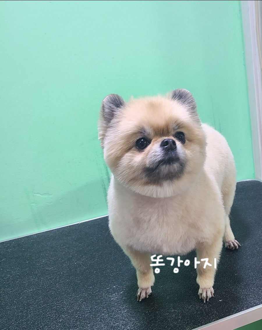가위공쥬 이미지