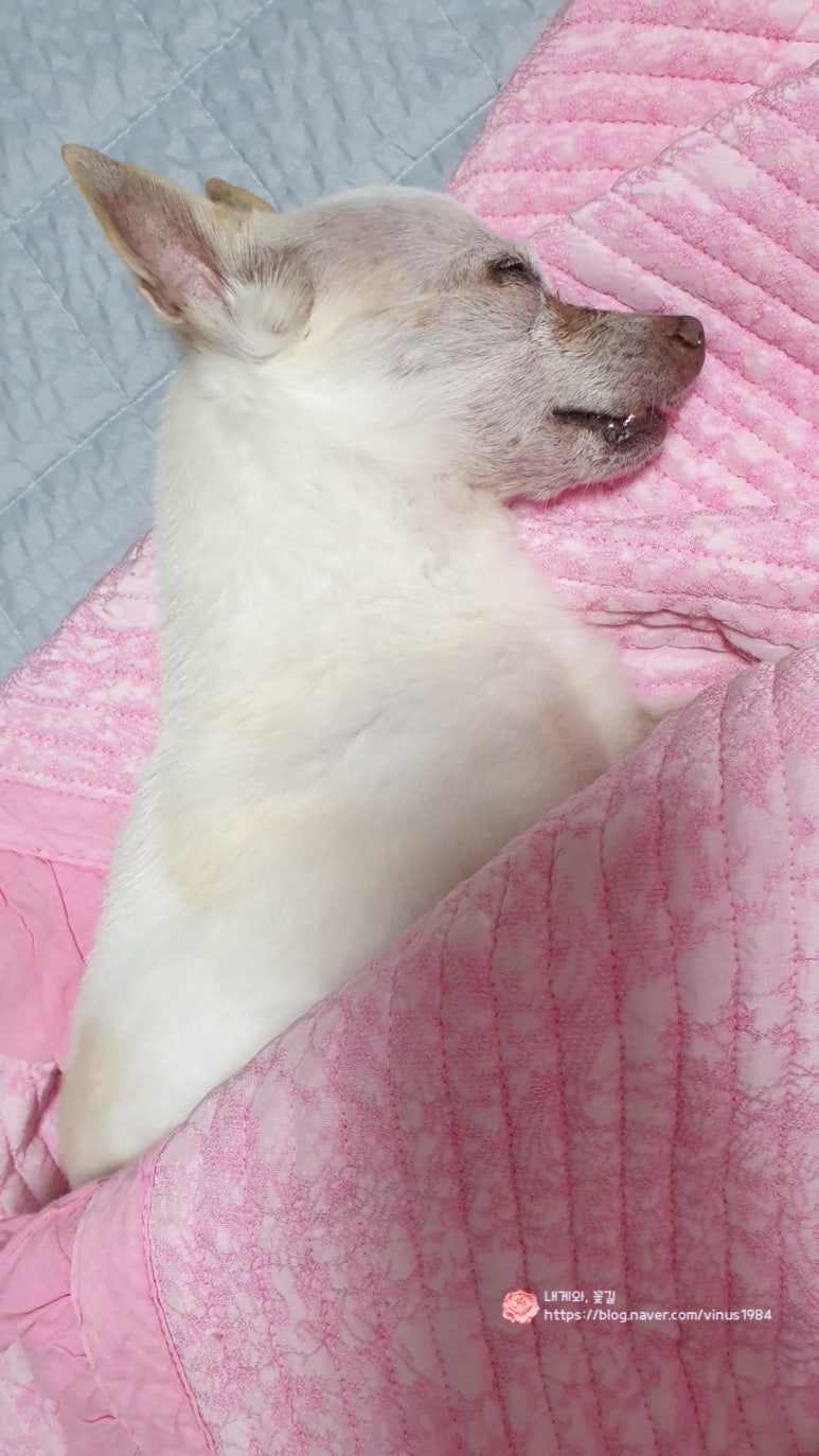 이쁜이이불 이미지