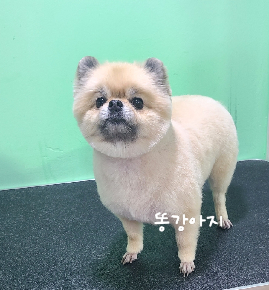 가위공쥬 이미지