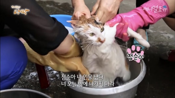 점순이 이미지