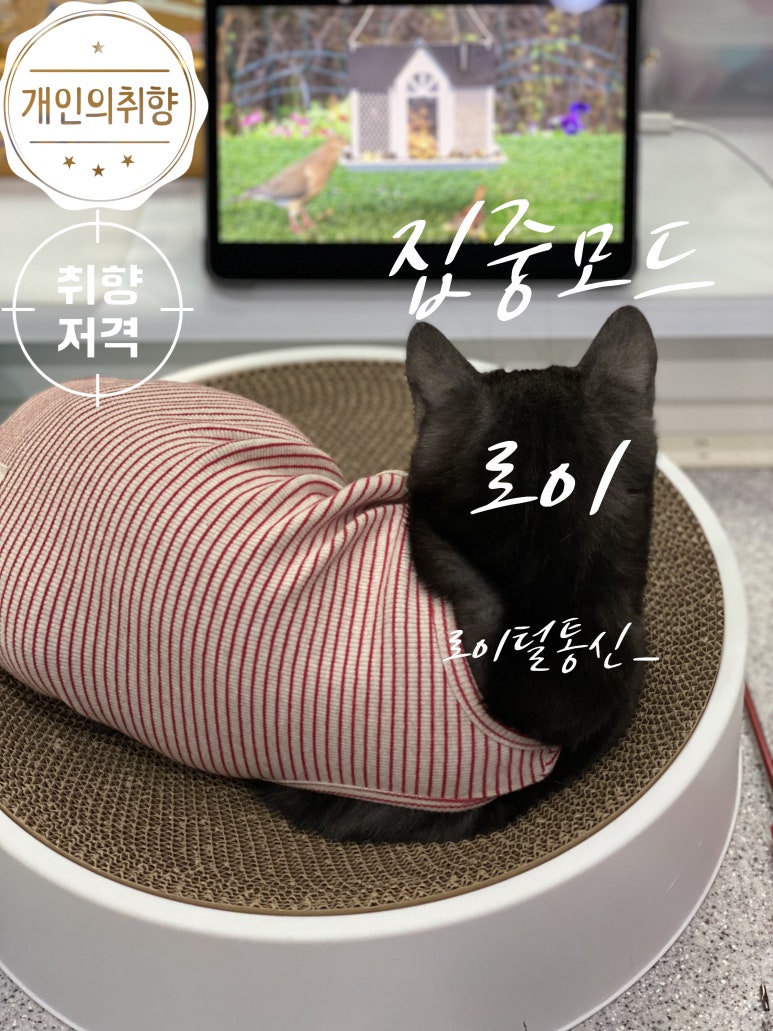 로이통신 이미지