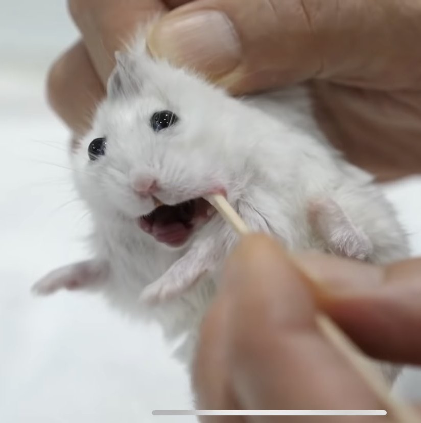 맘대로 마라탕훠궈 이미지