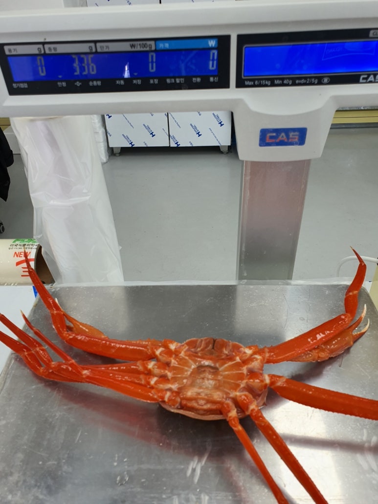 자연산회통영붕장어 이미지
