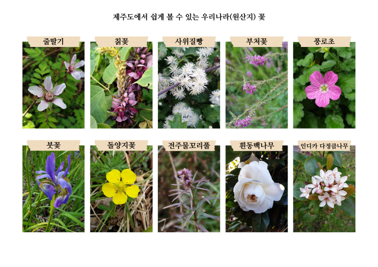 보름;꽃 이미지