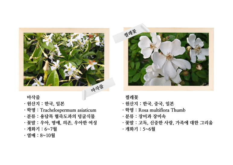 보름;꽃 이미지