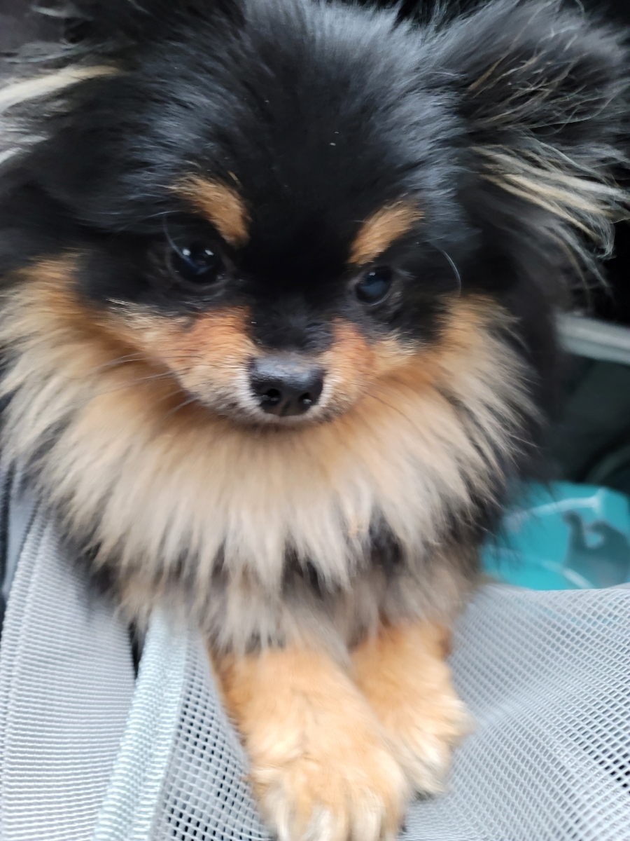 평창기물 이미지