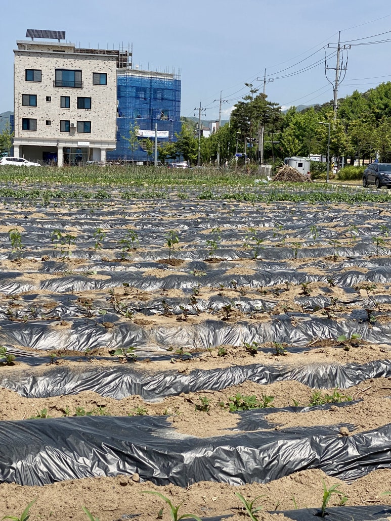 디어리플레르 이미지